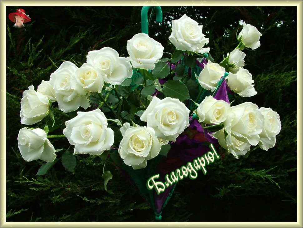 Открытка белые розы с Благодарностью