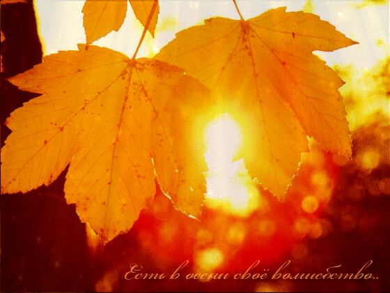 Осеннее волшебство. Солнце и кленовые листья. Гиф
