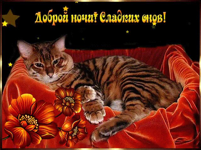 Доброй ночи. Gif с котиком