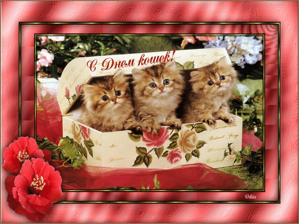 Гиф открытка на День Кошек с котятами