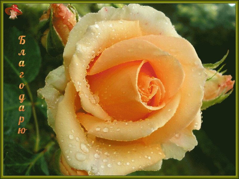 Открытка с нежной персиковой розой в благодарность