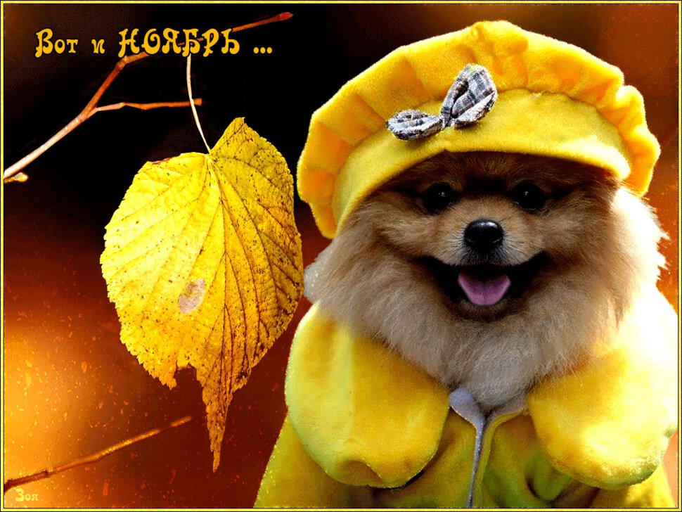 https://www.sunhome.ru/i/cards/174/prikolnaya-gif-otkritka-pro-noyabr.xxl.gif