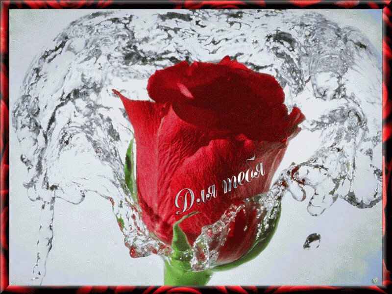 Открытка красная роза и всплеск воды