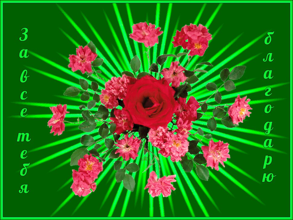 Открытка с розой и герберами в зеленой рамке