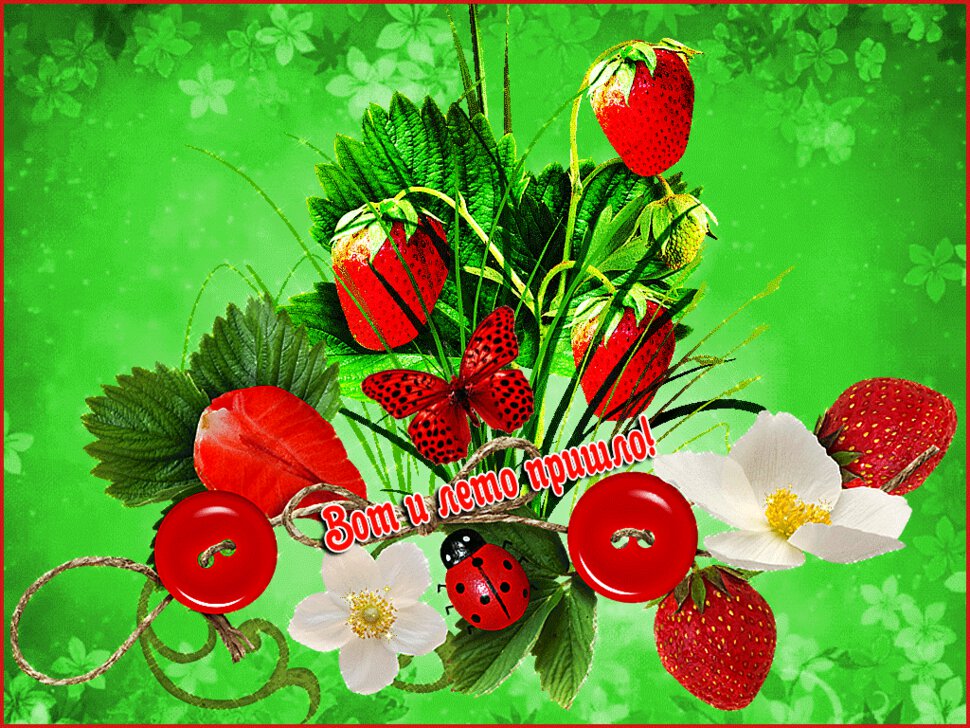 Флеш открытки с летом, кошка сфинкс
