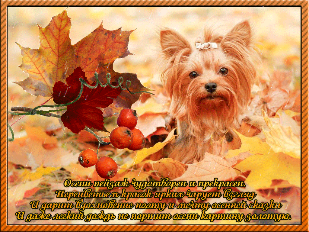 Отличного осеннего настроения. Хорошего осеннего дня собачка. Красивые осенние открытки. Прекрасного осеннего дня собаки. Хорошей осенней погоды