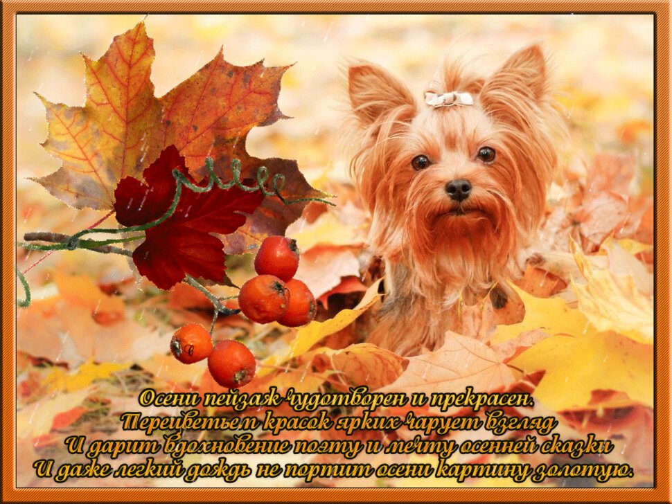 Яркая гиф открытка со стихами про Осень