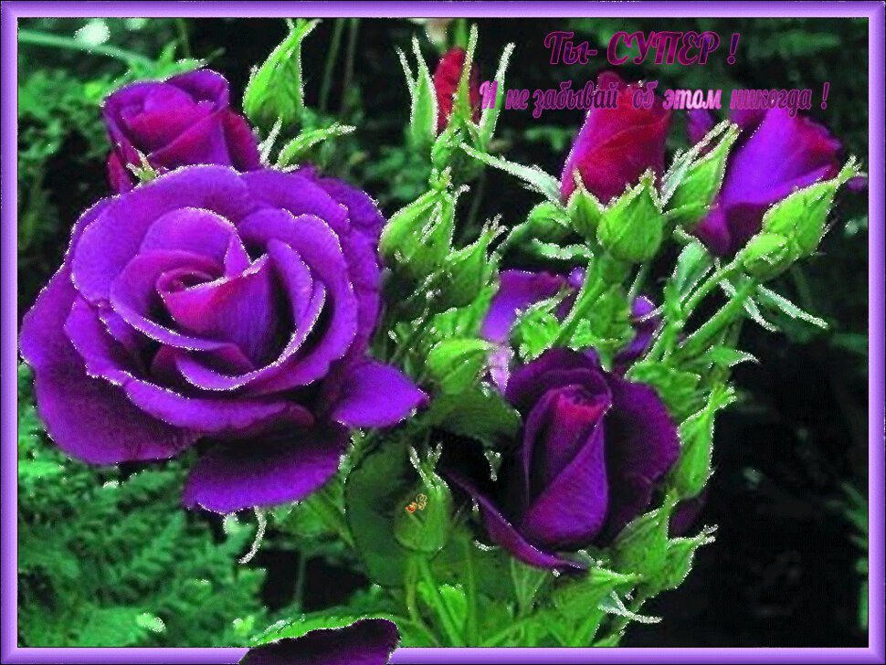 Открытка с фиолетовыми розами для супердевушки