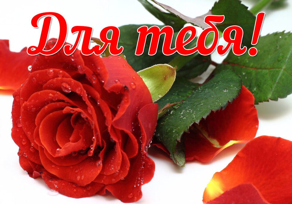 Красная роза для Тебя!
