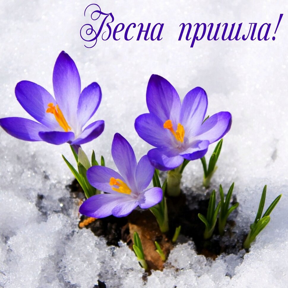 Весна пришла! Открытка с цветами в снегу