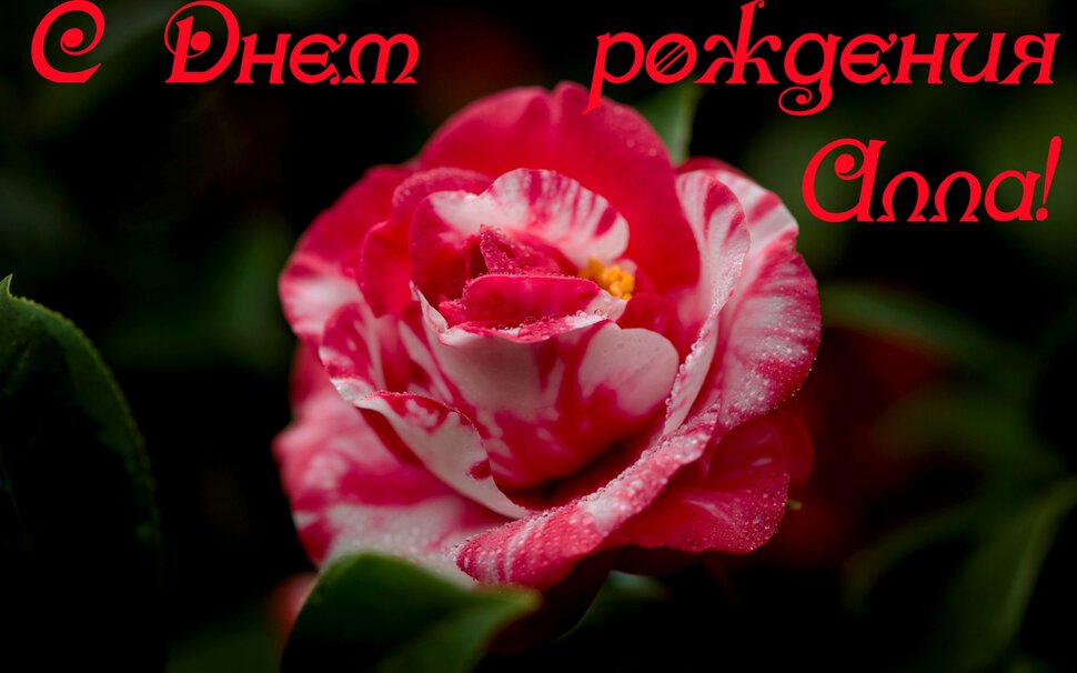 Красивая открытка для Аллы с розой