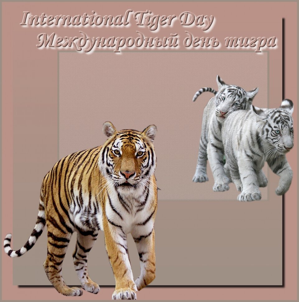 Красивая открытка на День тигра