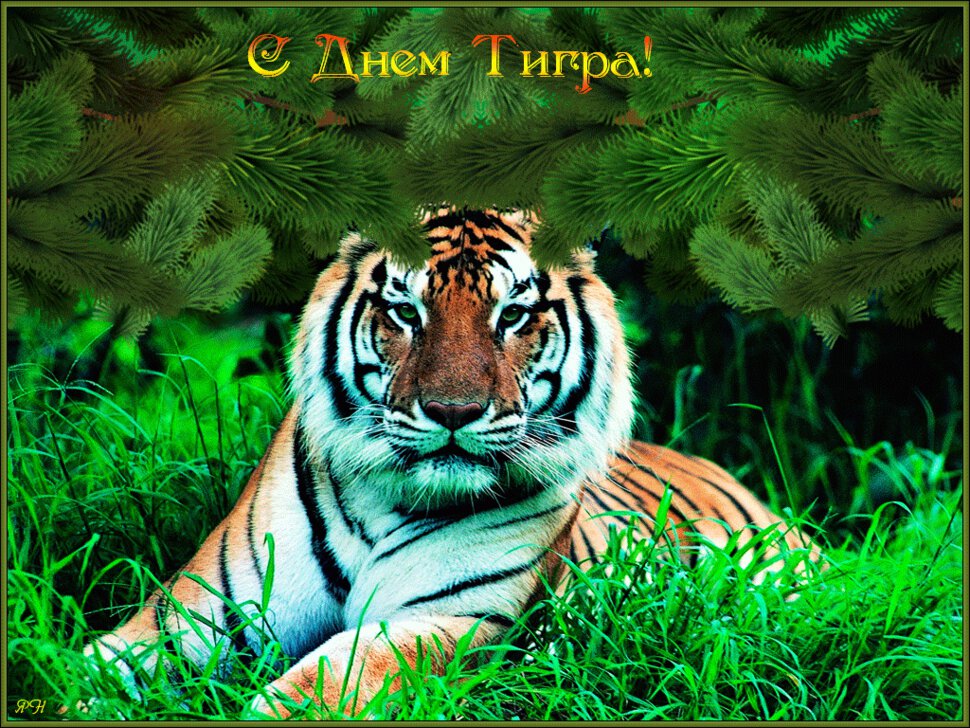 Скачать бесплатную открытку на День тигра