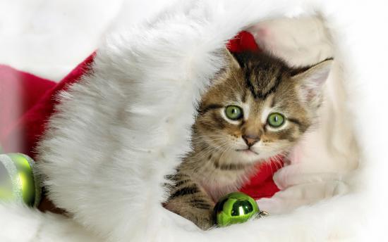 Котенок в новогоднем наряде с игрушками