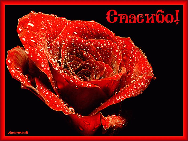 Открытка Благодарность с красной розой