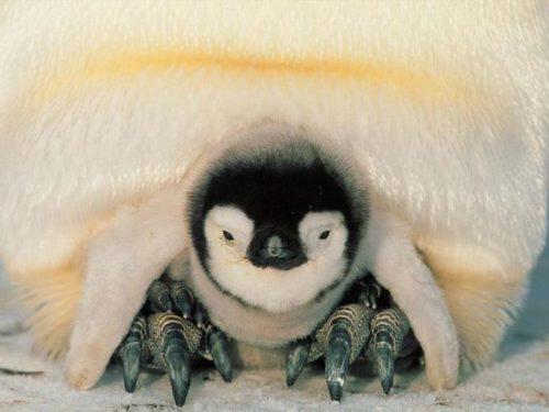 Открытка для любимой мамы с пингвиненком