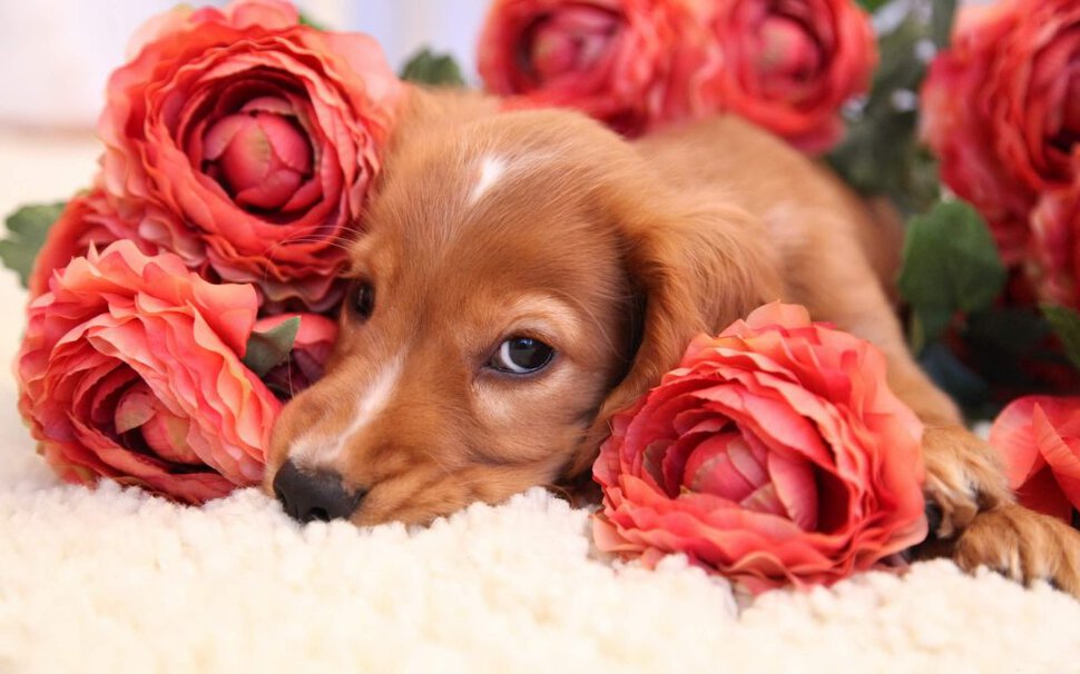 Рыжий щенок с цветами