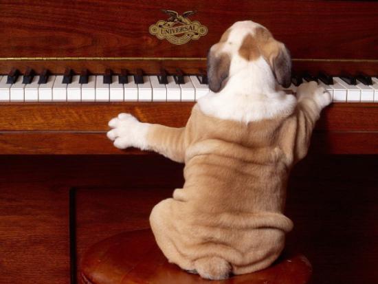 Собачка пианист