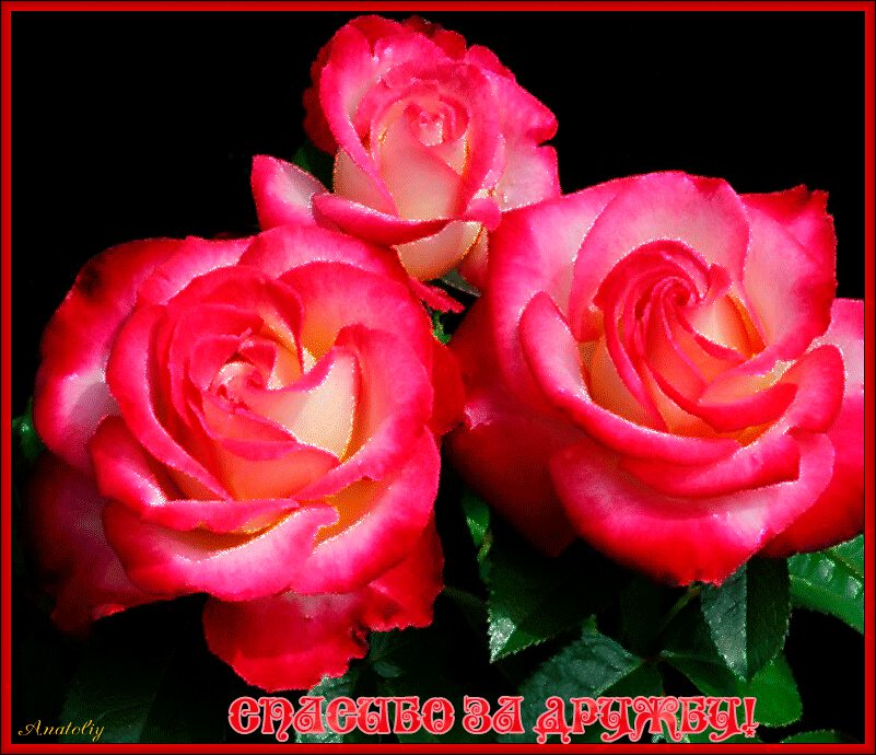 Розовые розы в рамке в благодарность за дружбу