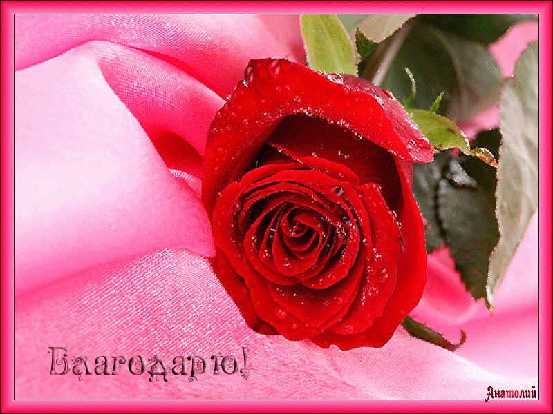 Открытка с благодарностью и алой розой в розовой рамке