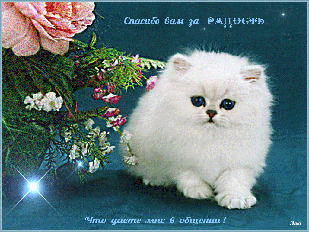 Спасибо за удовольствие. Открытка «котики». Красивые открытки с котиками. Спасибо открытки красивые. Самые красивые открытки с благодарностью.
