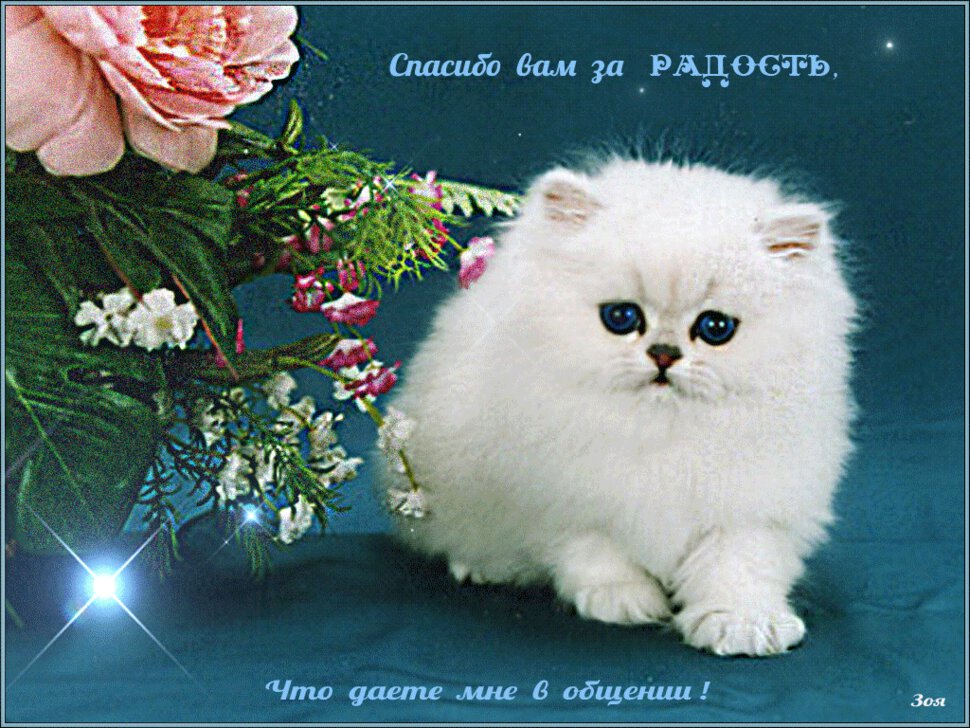 Картинка с котиком с надписью спасибо