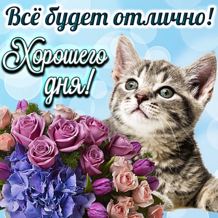 Пожелание Хорошего Дня с котиком и цветами