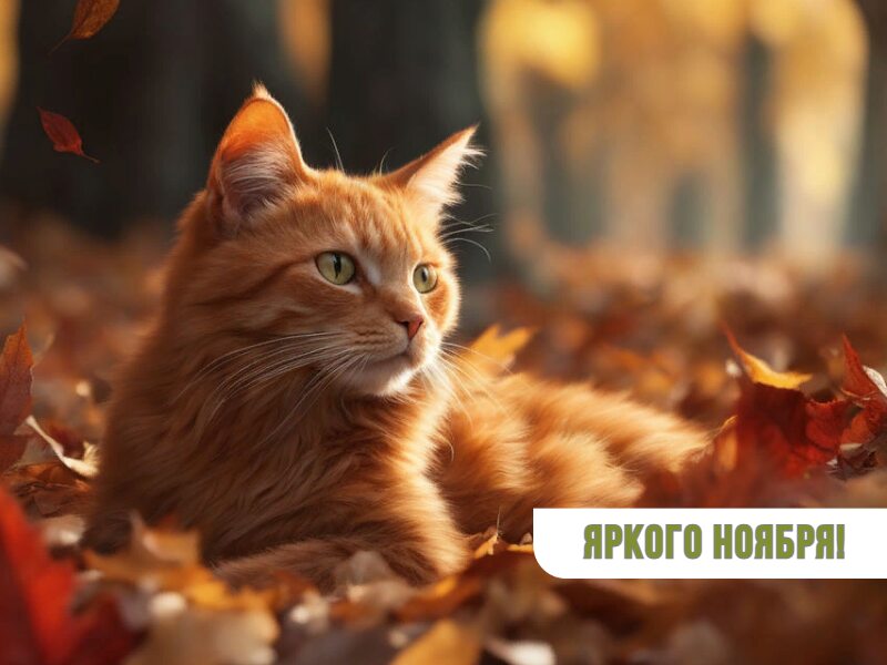 Яркого ноября! Котик на осенней листве в лесу