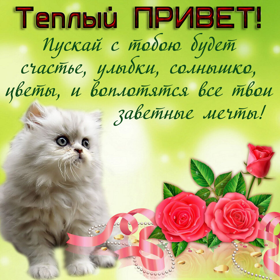 Красивая открытка с Теплым Приветом с котиком