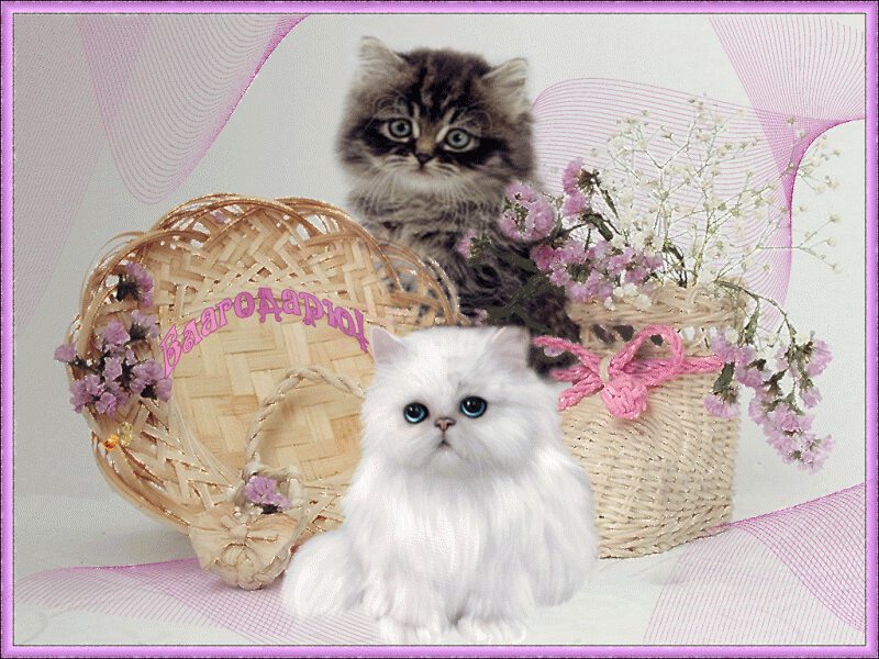 Открытка с милыми котятами, корзинками и цветами