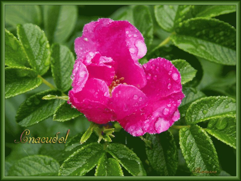 Нежный розовый цветок в росе с благодарностью