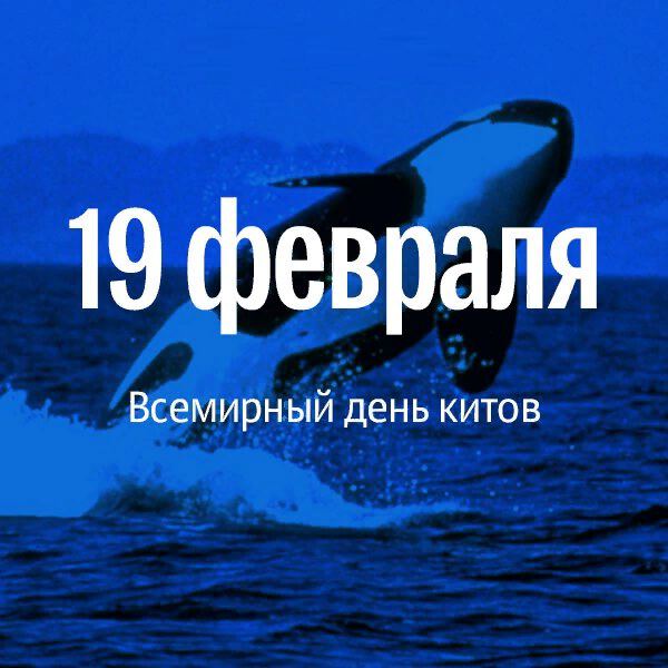 Скачать яркую открытку на Всемирный день китов