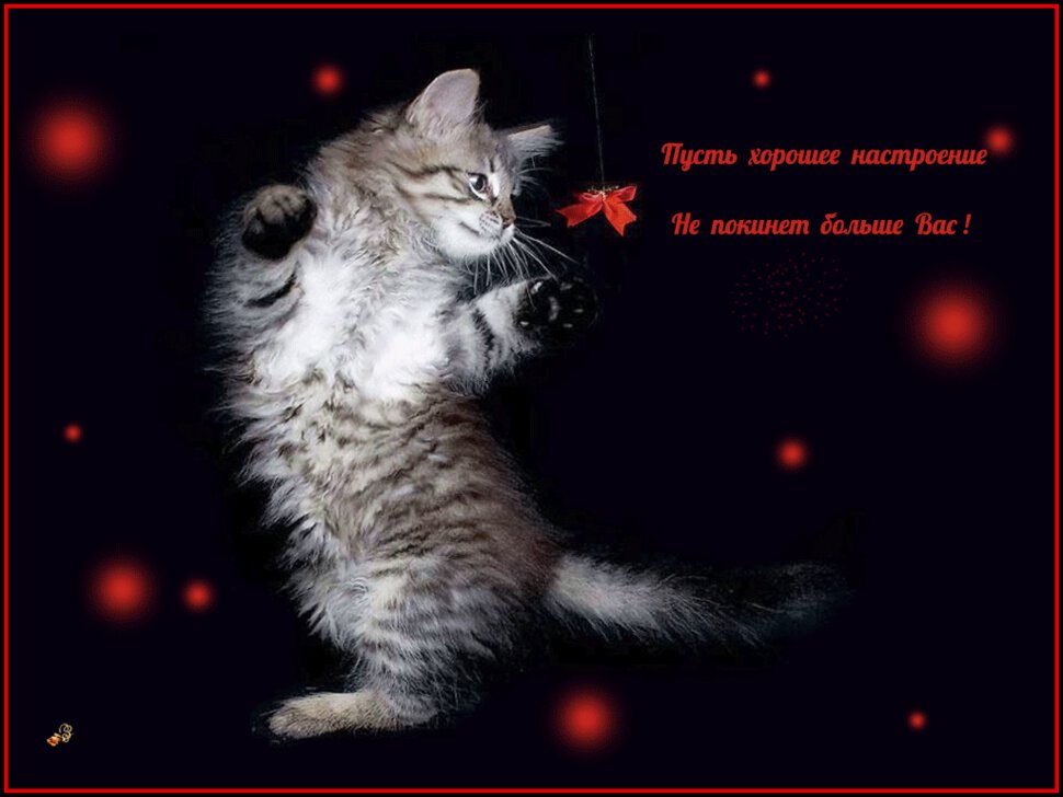 Гиф открытка для настроения с котиком и бантиком