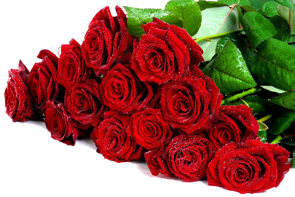 Пятнадцать красных роз