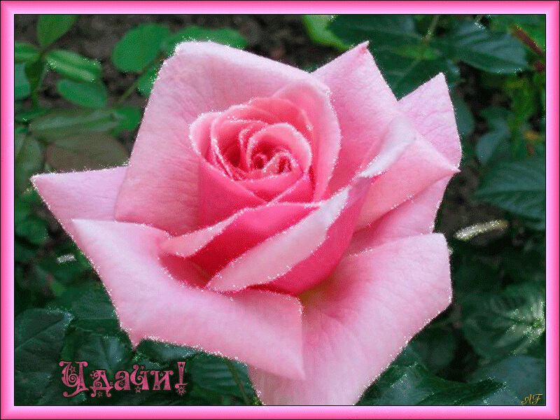 Розовая роза в рамке с пожеланием Удачи!