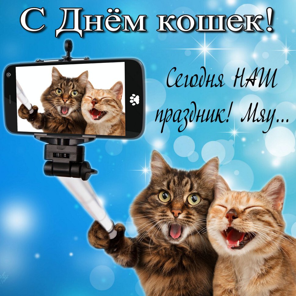 Смешная открытка на День Кошек