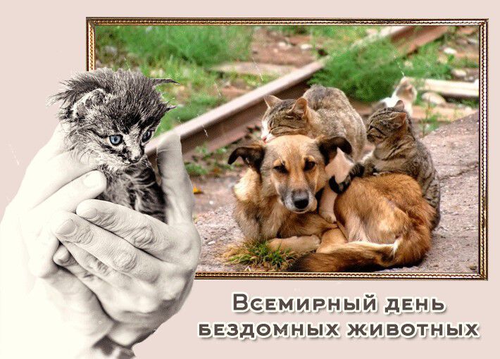 Яркая открытка на День бездомных животных
