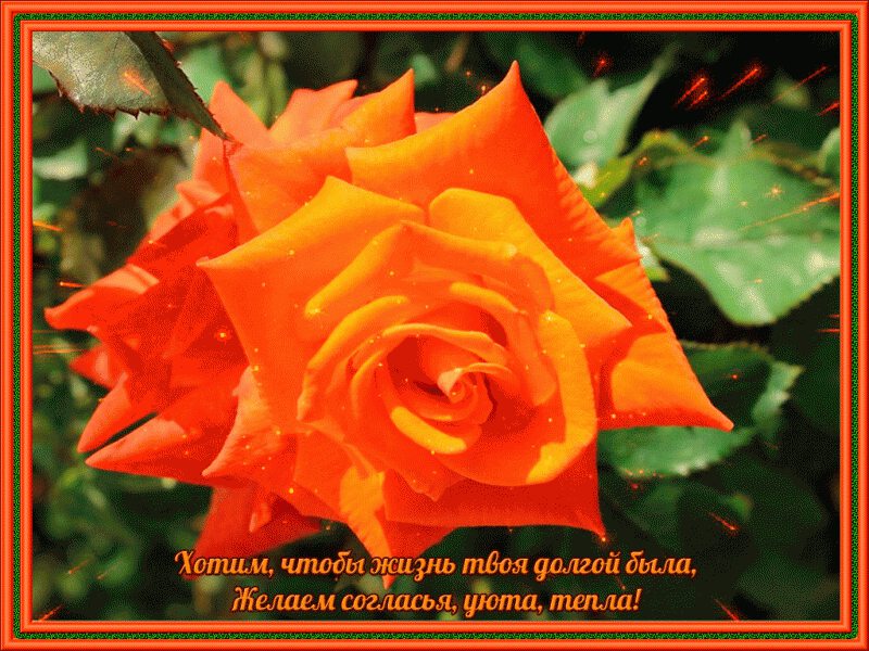 Открытка от друзей с оранжевой розой и пожеланием