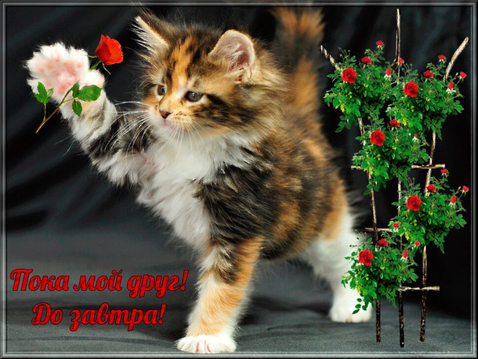 Гиф открытка с надписью Пока для друга с котенком