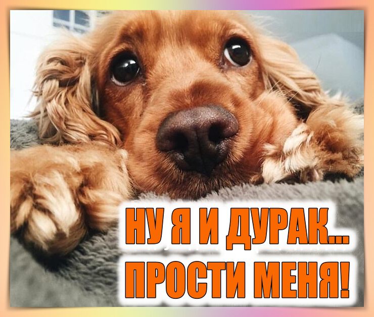 Открытка Прости для девушки от парня