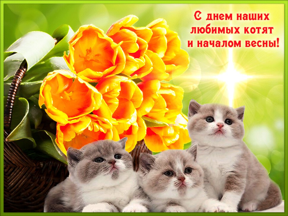 Анимированная открытка с Днем кошек