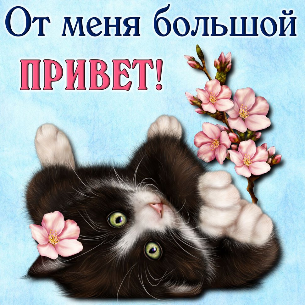 Открытка с Приветом от смешного котенка с цветком