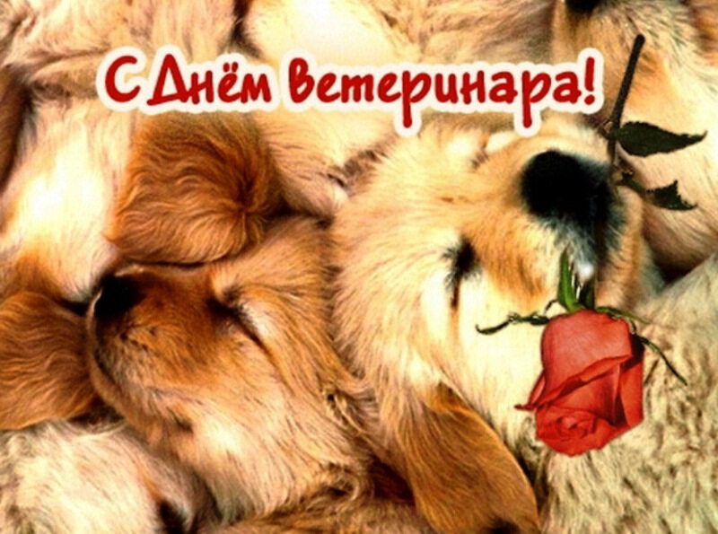 Бесплатная красивая открытка на День ветеринара
