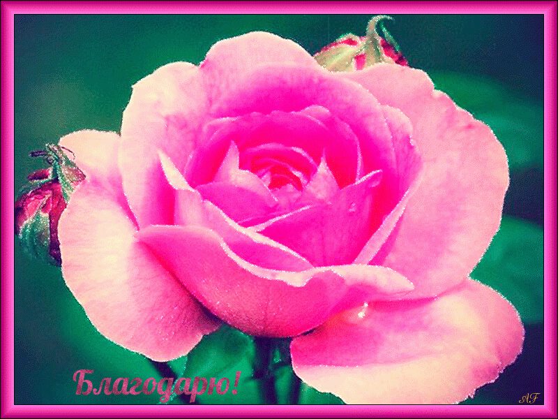Розовая роза в рамке с надписью Благодарю!