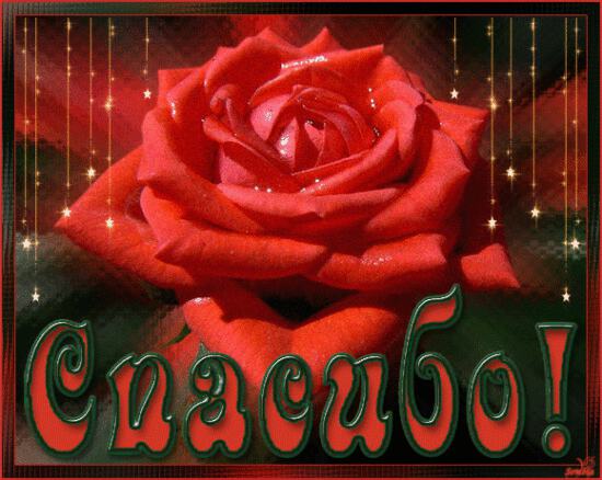 Блестящая открытка Спасибо с шикарной розой