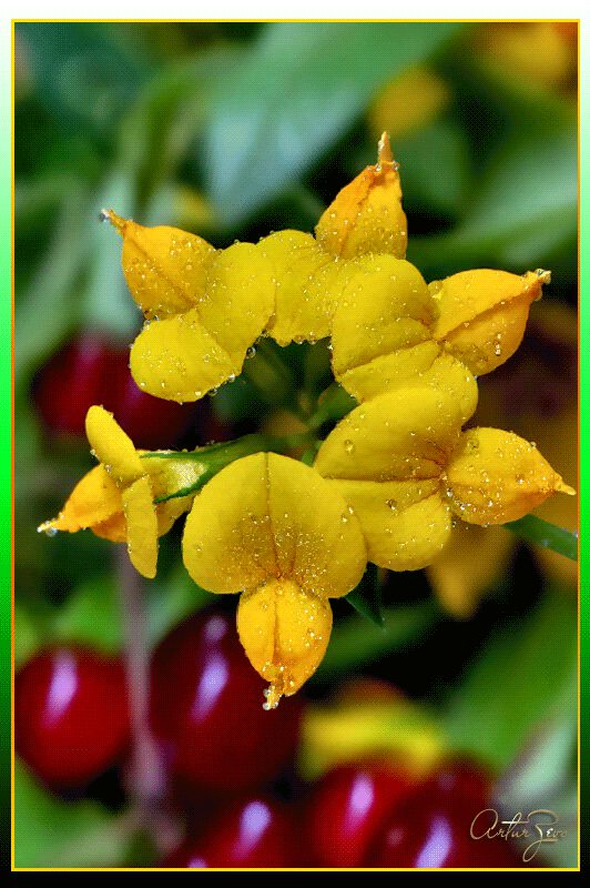 Желтые орхидеи в каплях воды. Гиф