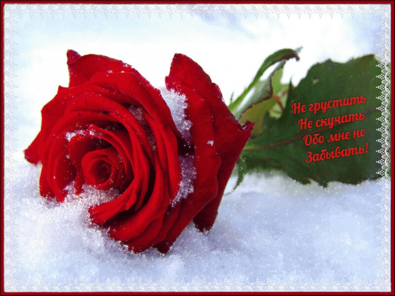 Открытка на память роза в снегу
