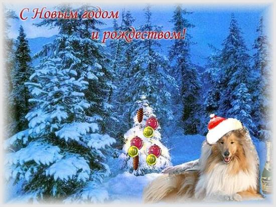 Собака в шапке Деда Мороза у елки