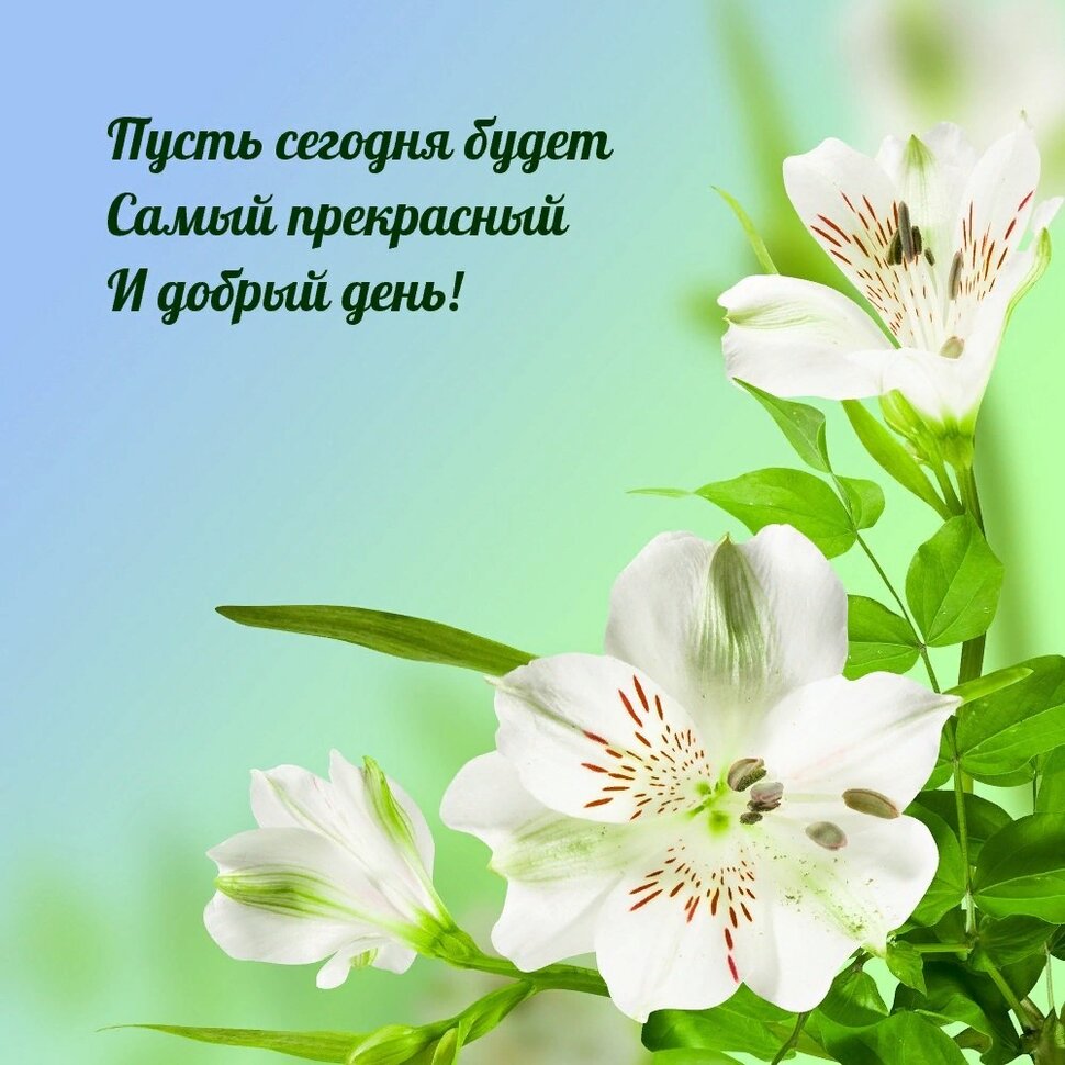 Пожелание прекрасного доброго дня с цветами
