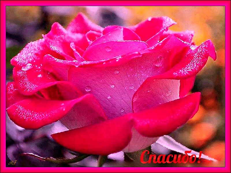 Розовая роза в рамке с благодарностью